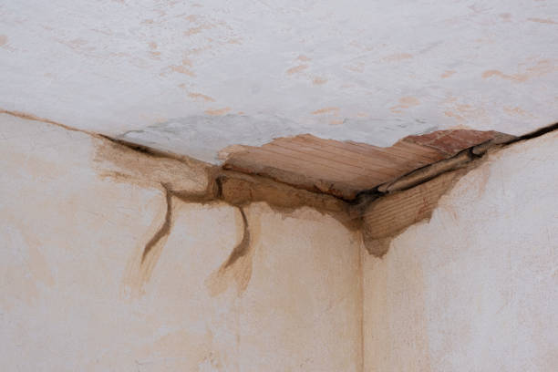 Best Mold removal after water damage  in Skidmore, TX